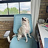 Loki joined the competition — help win amazing prizes! dog, office_chair, window, cityscape, brick_wall, desk, office_supplies, curtain, indoor, pet, scruffy_dog, happy, sitting, light_blue, workspace, computer_keyboard, pen, paper, urban_view, daylight