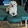 Loki joined the competition — help win amazing prizes! dog, white_dog, massage_table, pet, indoor, furniture, wooden_legs, curious, relaxed, animal, fluffy, paw, face, looking, resting, home, cozy, canine, small_dog, table