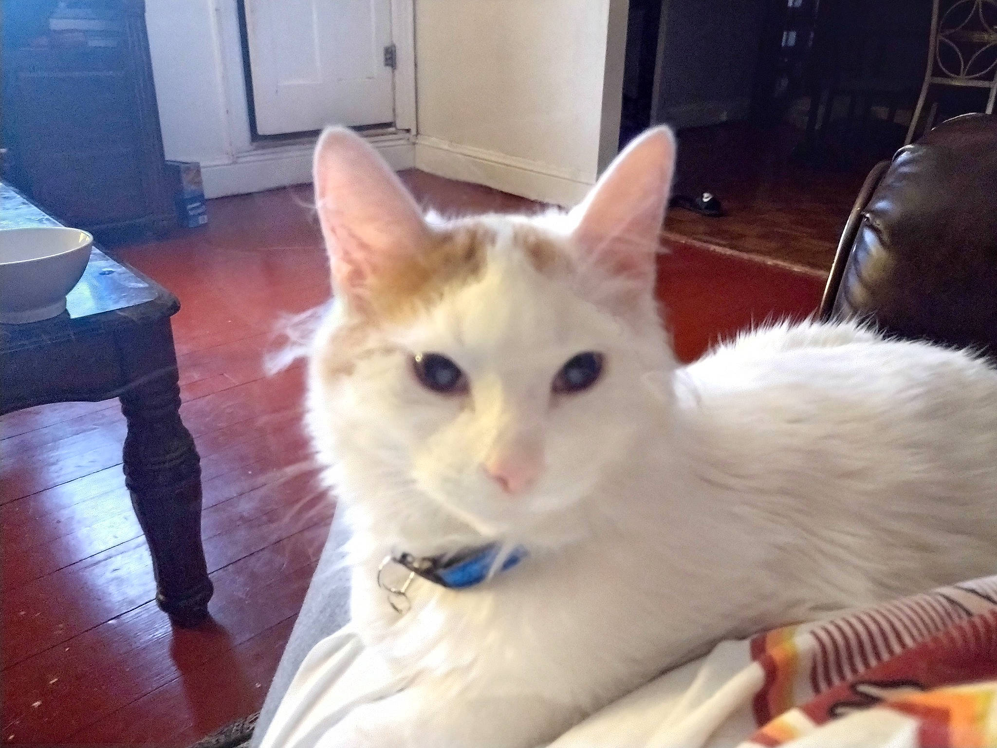 Suni is registered to the contest to win money with this photo: cabinetry, carnivore, cat, chair, comfort, domestic_short_haired_cat, door, eye, fawn, felidae, flooring, fur, hardwood, head, room, small_to_medium_sized_cats, snout, tail, whiskers, wood