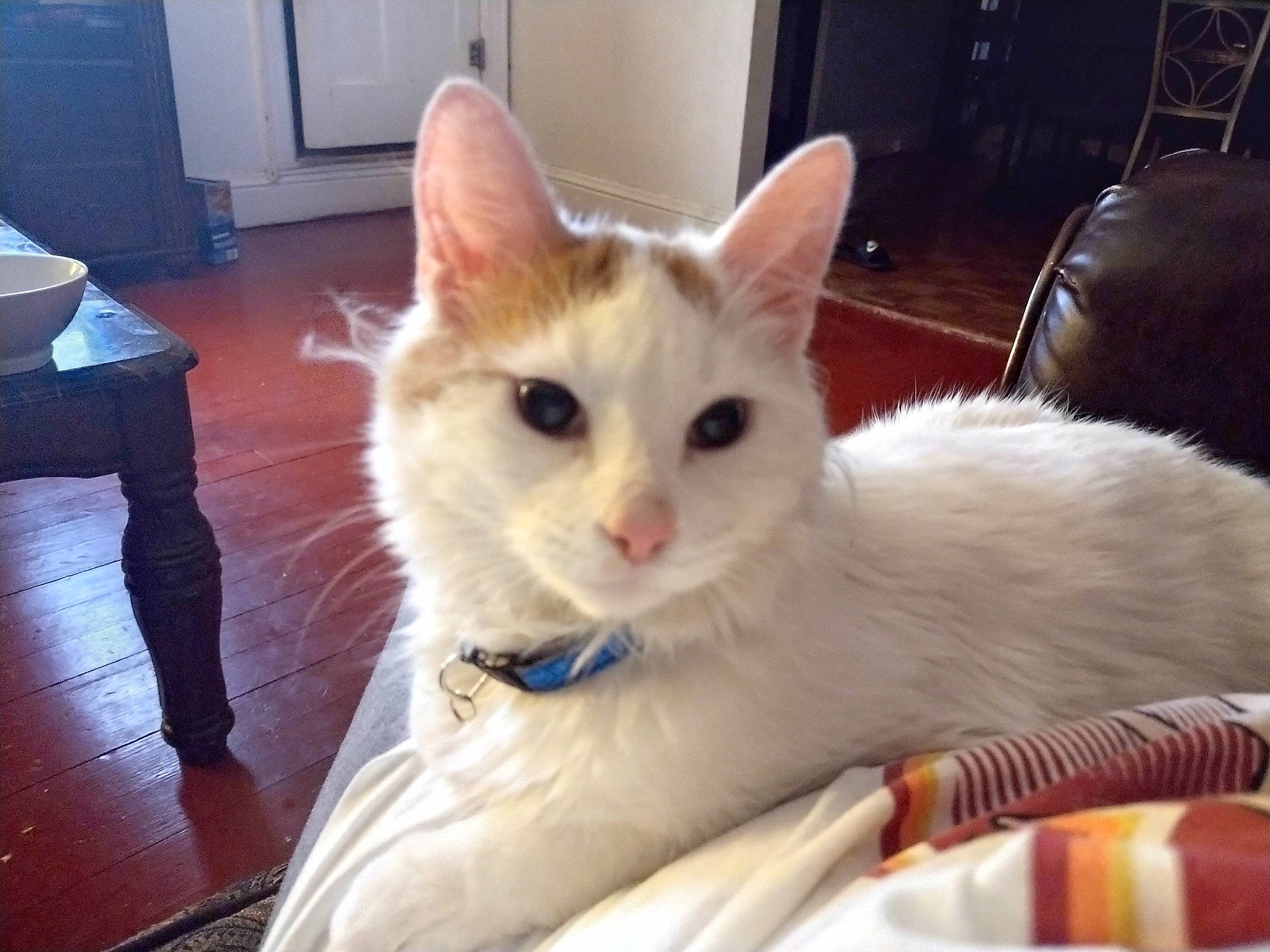 Suni is registered to the contest to win money with this photo: carnivore, cat, claw, comfort, domestic_short_haired_cat, door, eye, fawn, felidae, flooring, fur, small_to_medium_sized_cats, snout, tail, whiskers