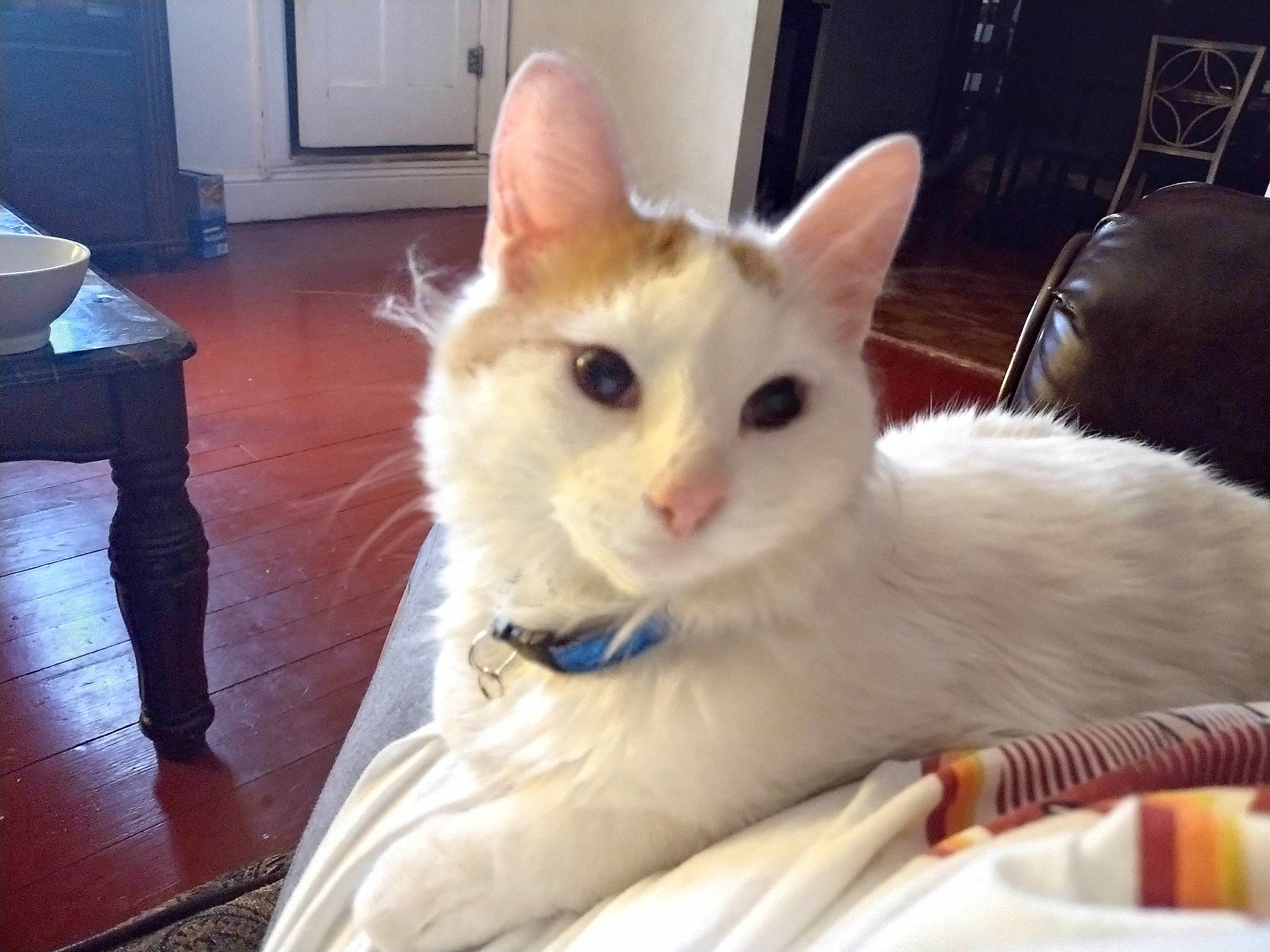 Suni is registered to the contest to win money with this photo: carnivore, cat, cat_furniture, comfort, domestic_short_haired_cat, fawn, felidae, flooring, fur, hardwood, small_to_medium_sized_cats, snout, tail, whiskers