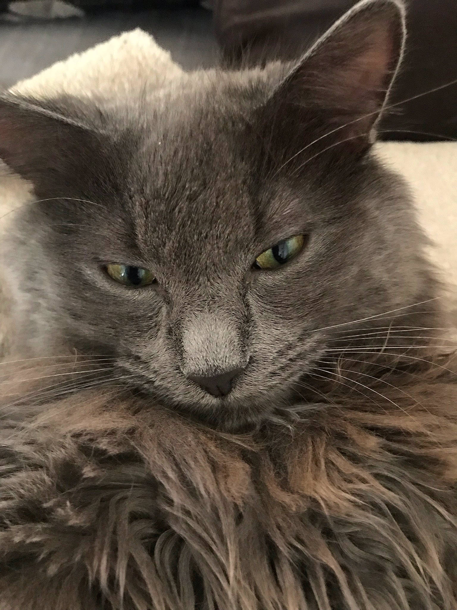 Griezmann participe au concours pour gagner de l'argent avec cette photo : black_cat, british_longhair, carnivore, cat, chartreux, domestic_short_haired_cat, eye, felidae, fur, grey, iris, russian_blue, small_to_medium_sized_cats, snout, terrestrial_animal, whiskers