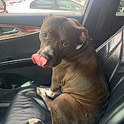 Jack joined the competition — help win amazing prizes! dog, car_interior, leather_seat, tongue_out, parking_lot, can, window, playful, pet, brown_dog, seatbelt, door_panel, side_mirror, vehicle, animal, companion, cute, sitting, looking_back, daylight
