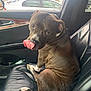dog, car_interior, leather_seat, tongue_out, parking_lot, can, window, playful, pet, brown_dog, seatbelt, door_panel, side_mirror, vehicle, animal, companion, cute, sitting, looking_back, daylight