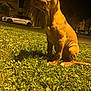 dog, grass, night, outdoor, animal, pet, tongue_out, street, car, house, young_dog, playful, curious, parked_car, residential_area, warm_light, yellow_hue, sitting, close_up, canine