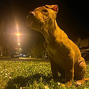 Ubbe participe au concours pour gagner de l'argent avec cette photo : dog, grass, night, streetlight, shadow, urban, animal, pet, outdoor, curious, playful, tongue_out, brown_dog, street, park, quiet, dark, illuminated, suburban, sitting