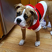 Precious joined the competition — help win amazing prizes! dog, bulldog, puppy, costume, santa_outfit, holiday, indoor, wood_floor, kitchen, pet, animal, cute, brown, white, black, small_dog, wrinkled_face, ears, standing, curious