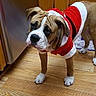 dog, bulldog, puppy, costume, santa_outfit, holiday, indoor, wood_floor, kitchen, pet, animal, cute, brown, white, black, small_dog, wrinkled_face, ears, standing, curious