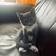 Professor joined the competition — help win amazing prizes! animal, basket, cat, cozy, curious, cute, domestic_cat, furniture, gray_cat, home, indoor, kitten, leather_couch, pet, sitting, soft_light, white_chest, white_paws, wooden_cabinet, young_cat