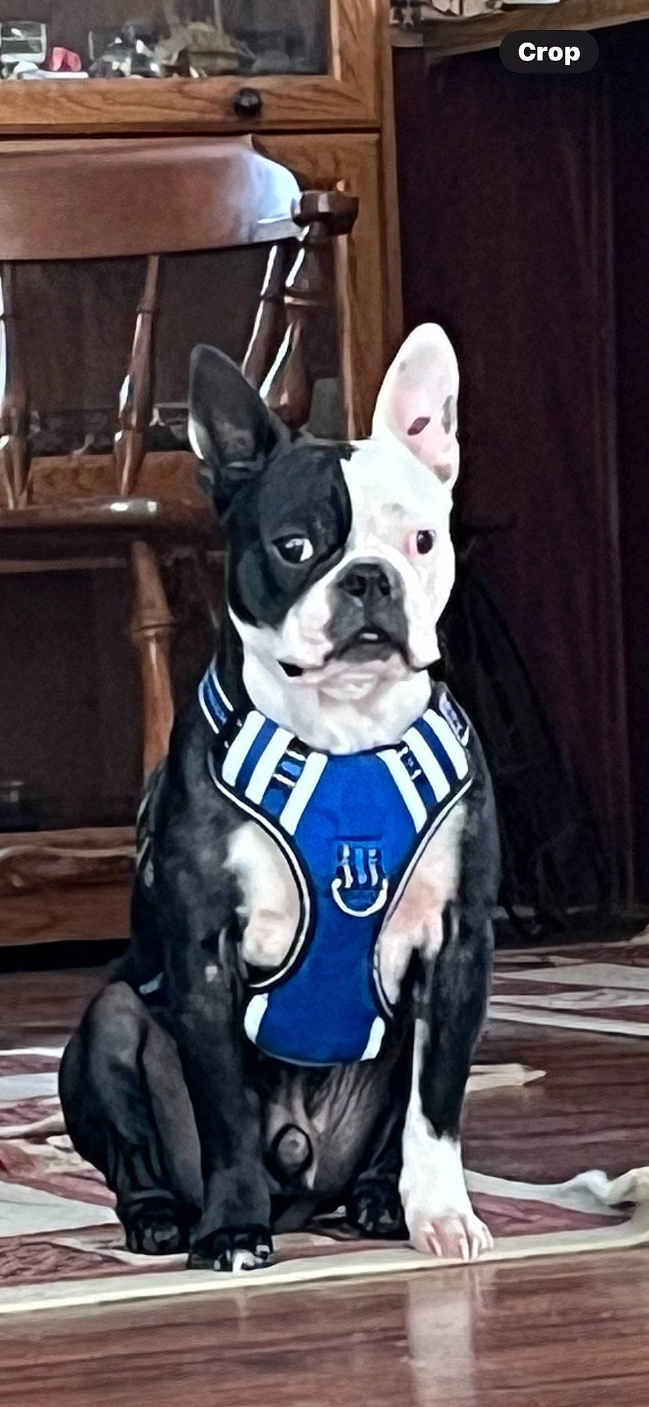 Ollie is registered to the contest to win money with this photo: boston_terrier, bulldog, canidae, carnivore, collar, companion_dog, dog, dog_breed, dog_clothes, dog_collar, dog_supply, electric_blue, fawn, fur, non_sporting_group, pet_supply, snout, sporting_group, toy_dog, working_animal