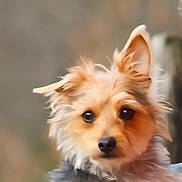 Ollie joined the competition — help win amazing prizes! dog, puppy, fluffy, cute, pet, animal, portrait, closeup, ears, fur, canine, looking, face, whiskers, outdoor, young, adorable, curious, friendly, companion