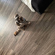 Osiris joined the competition — help win amazing prizes! dog, small_dog, fluffy, shih_tzu, pet, animal, sitting, looking_up, collar, long_hair, tail, wooden_floor, indoors, home, clothing, slipper, floor, portrait, cute, funny