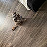 dog, small_dog, fluffy, shih_tzu, pet, animal, sitting, looking_up, collar, long_hair, tail, wooden_floor, indoors, home, clothing, slipper, floor, portrait, cute, funny