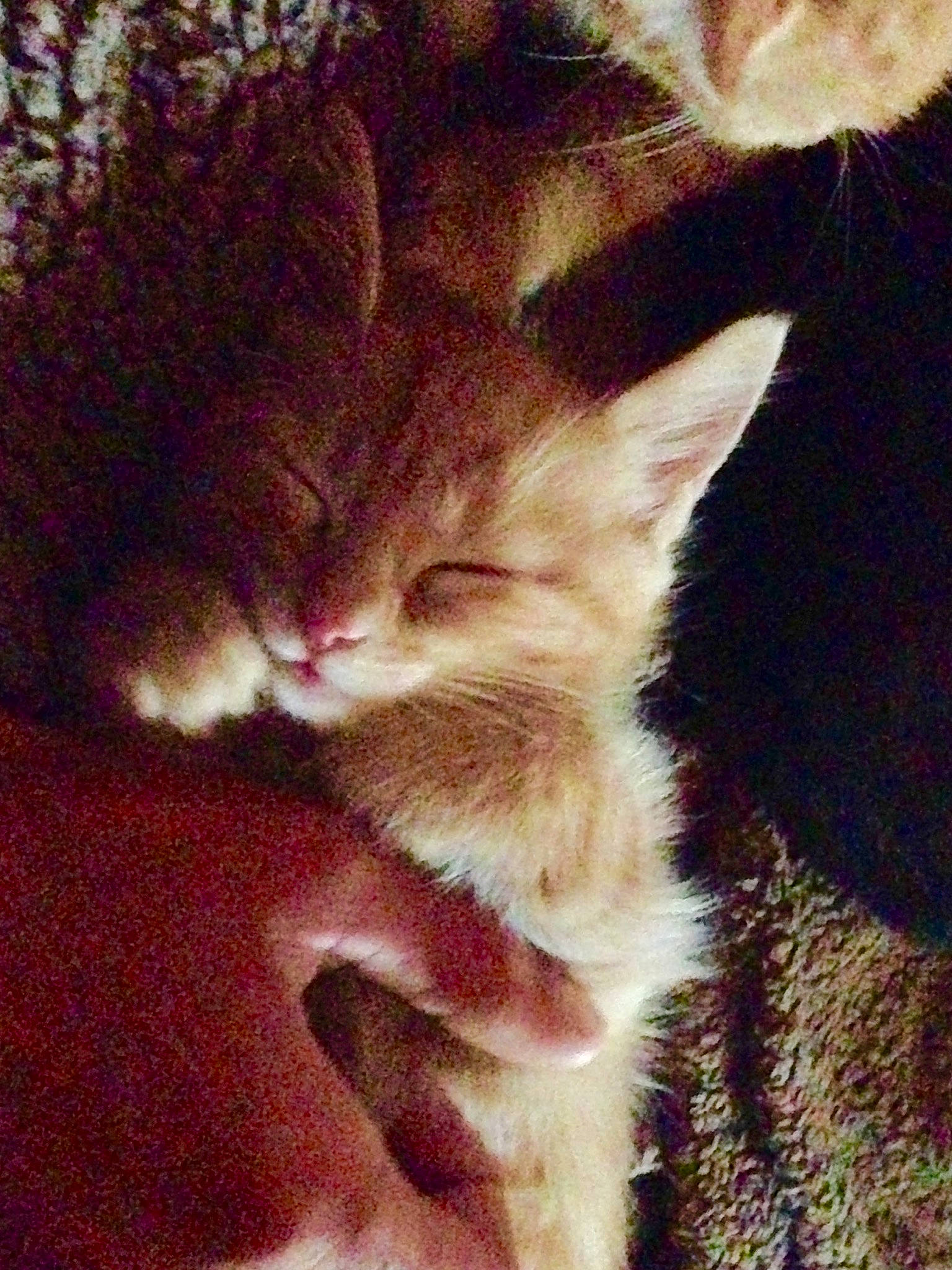 Santocha a rejoint le concours — aidez-le/la à gagner de superbes lots ! carnivore, cat, claw, domestic_short_haired_cat, ear, fawn, felidae, fur, gesture, human_leg, lap, nail, nap, paw, photo_caption, sky, small_to_medium_sized_cats, snout, tail, whiskers