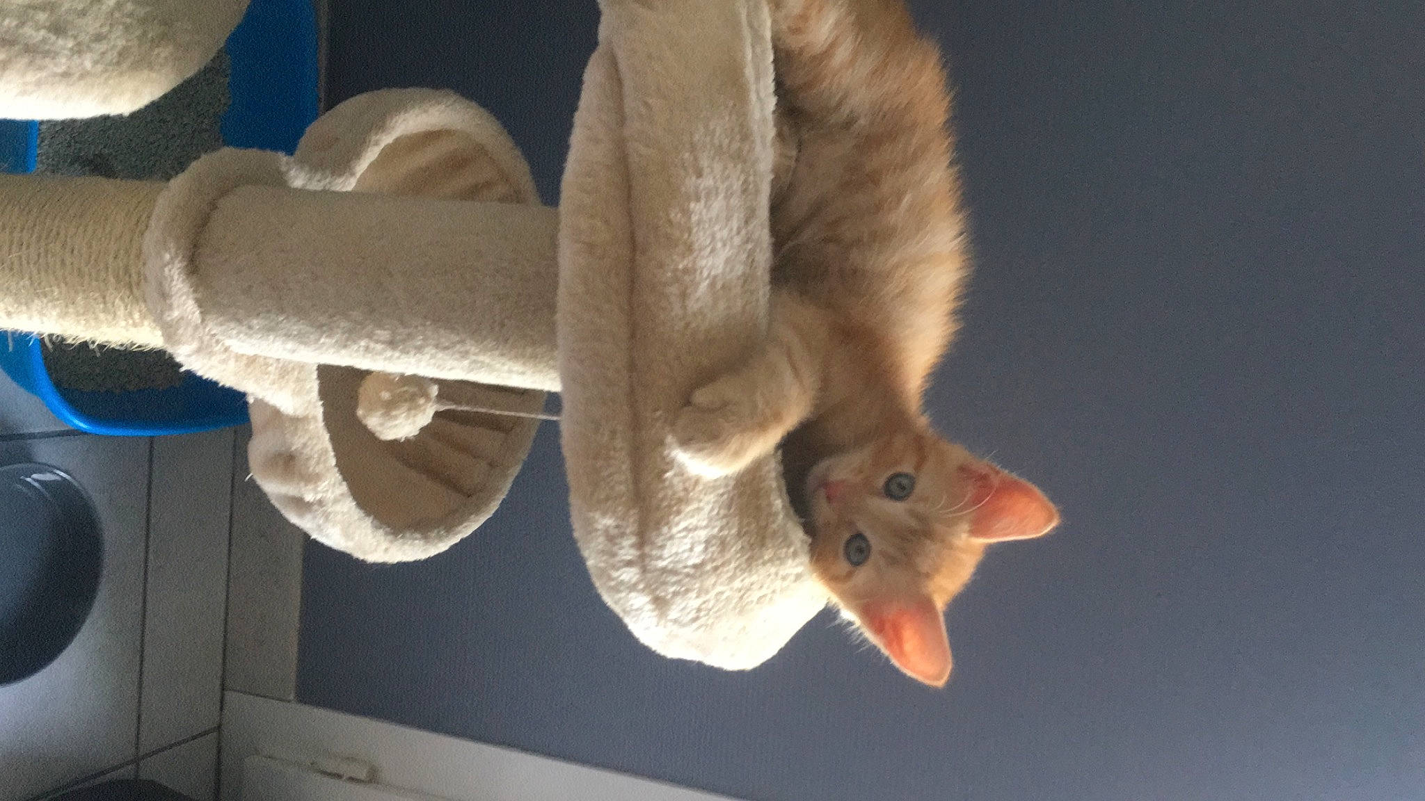 Santocha participe au concours pour gagner de l'argent avec cette photo : cat, claw, domestic_short_haired_cat, fawn, felidae, fur, hamster, muroidea, paw, pet_supply, rodent, small_to_medium_sized_cats, snout, squirrel, tail, whiskers, wood