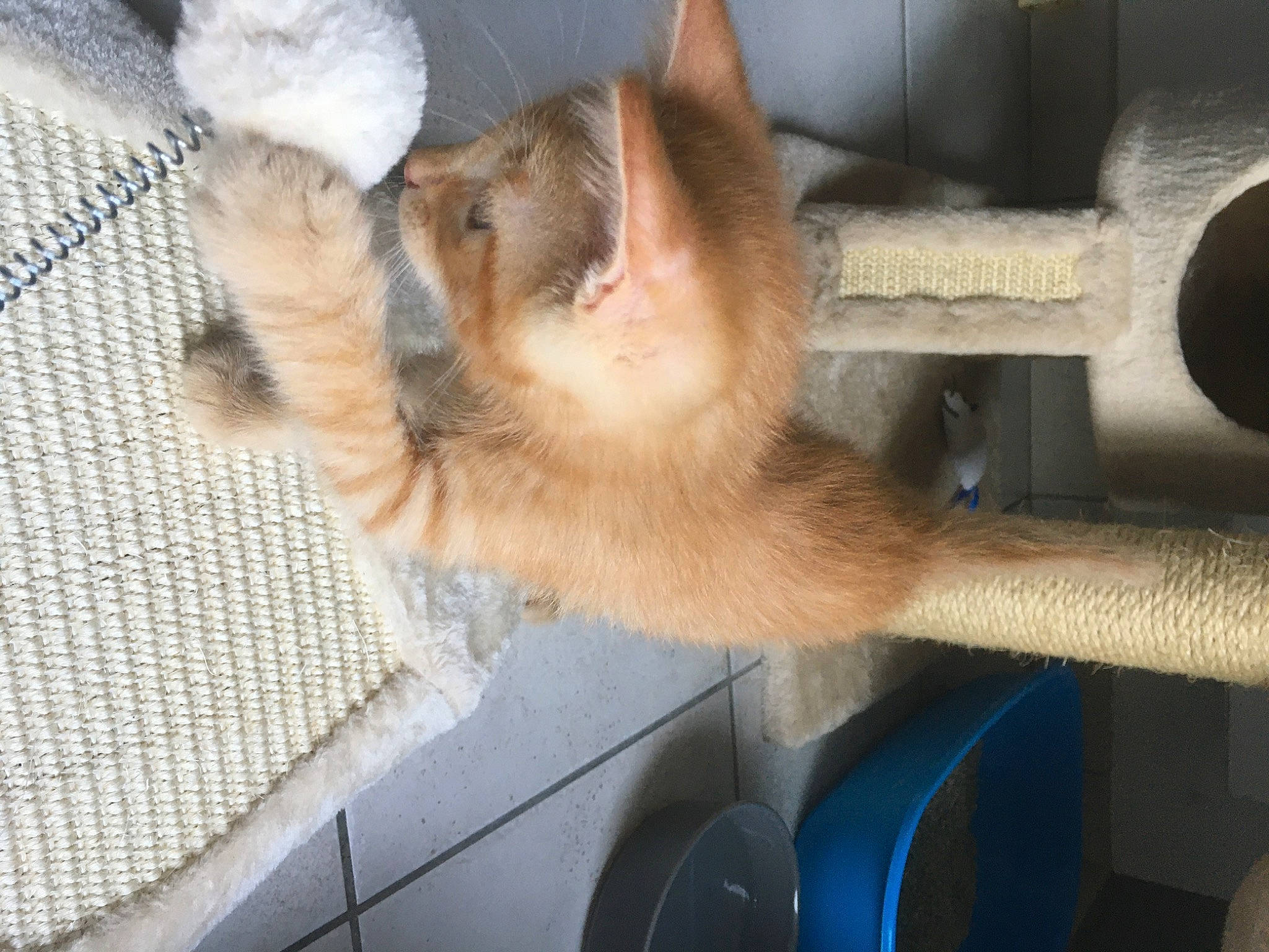 Santocha a rejoint le concours — aidez-le/la à gagner de superbes lots ! animal_shelter, canidae, carnivore, cat, claw, dog_breed, domestic_short_haired_cat, fawn, felidae, fur, nap, paw, small_to_medium_sized_cats, snout, tail, vehicle, vertebrate, whiskers, windscreen_wiper, windshield