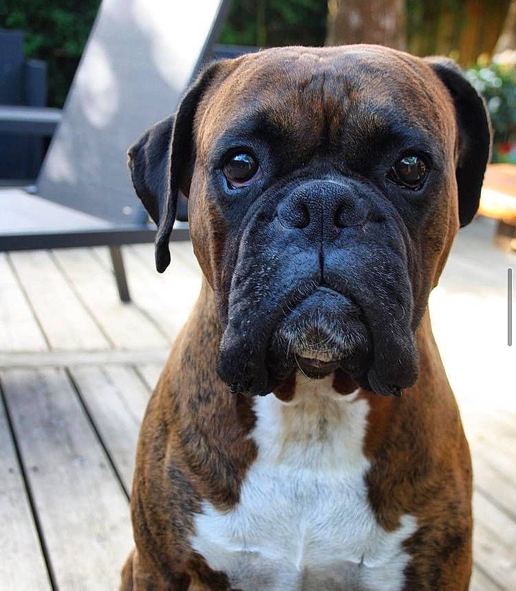 Bakio a rejoint le concours — aidez-le/la à gagner de superbes lots ! boxer, canidae, carnivore, collar, companion_dog, dog, dog_breed, dog_collar, fawn, molosser, outdoor_furniture, pet_supply, plant, snout, sporting_group, terrestrial_animal, whiskers, working_animal, working_dog, wrinkle