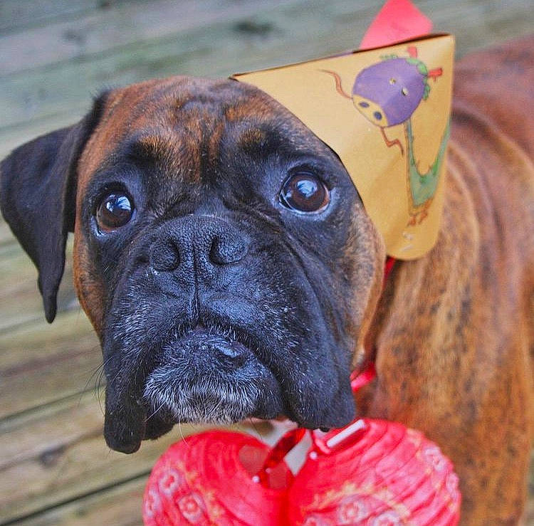 Bakio participe au concours pour gagner de l'argent avec cette photo : biting, boxer, canidae, carnivore, close_up, collar, companion_dog, dog, dog_breed, dog_collar, fawn, giant_dog_breed, molosser, plant, snout, sporting_group, whiskers, working_animal, working_dog, wrinkle