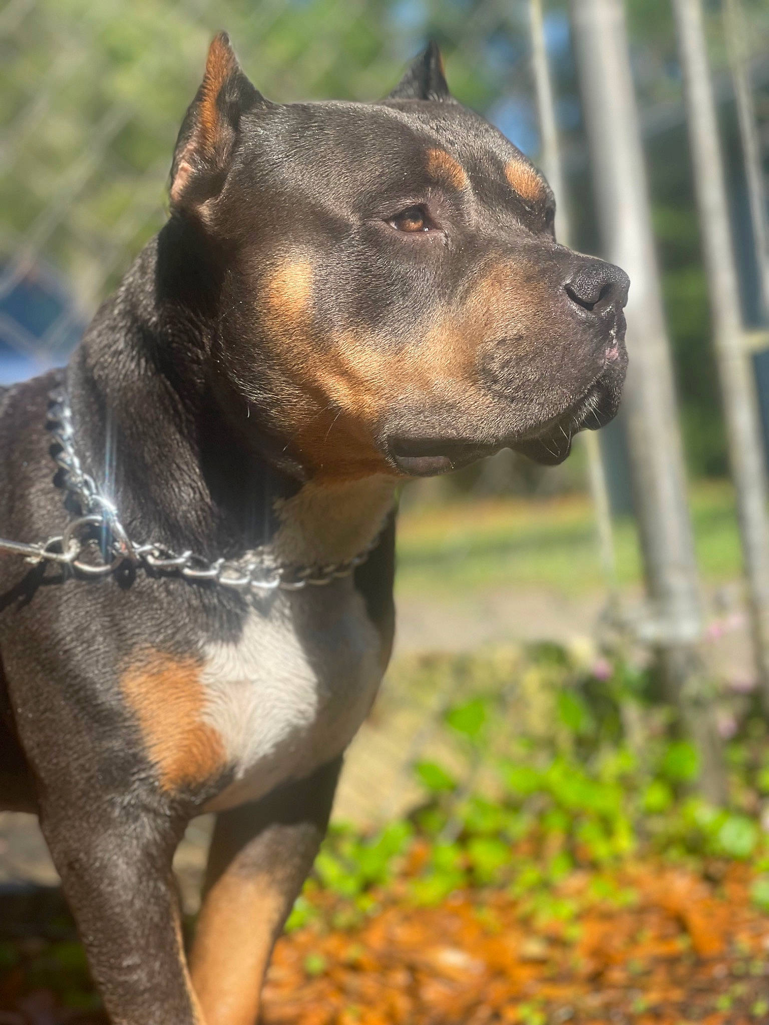 Creed joined the competition — help win amazing prizes! canidae, carnivore, collar, companion_dog, dog, dog_breed, dog_collar, eye, fawn, fence, grass, leash, liver, pet_supply, plant, snout, sporting_group, terrestrial_animal, whiskers, working_animal