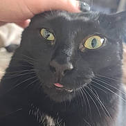 Beans is registered to the contest to win money with this photo: black_cat, close_up, pet, hand, yellow_eyes, tongue_out, whiskers, fur, indoor, blurred_background, affection, cute, animal, feline, domestic_cat, portrait, soft_light, cozy, gentle_touch, curious