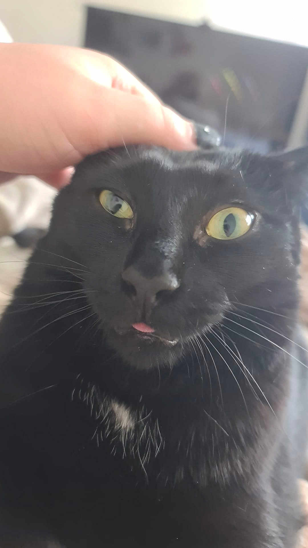 Beans is registered to the contest to win money with this photo: black_cat, close_up, pet, hand, yellow_eyes, tongue_out, whiskers, fur, indoor, blurred_background, affection, cute, animal, feline, domestic_cat, portrait, soft_light, cozy, gentle_touch, curious