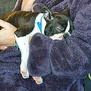 Floki joined the competition — help win amazing prizes! puppy, dog, sleeping, blanket, purple, couch, person, arm, watch, blue_collar, pet, cozy, resting, indoor, cute, fur, small_dog, domestic_animal, relaxation, nap
