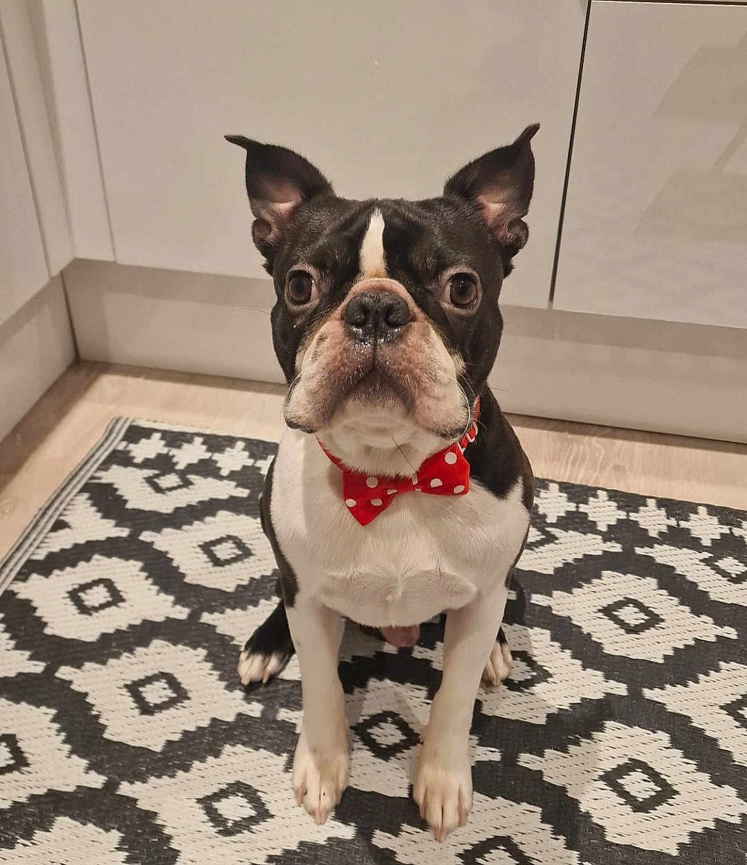 Floki is registered to the contest to win money with this photo: dog, boston_terrier, bow_tie, pet, indoor, carpet, black_and_white, pattern, sitting, canine, animal, ears, cute, companion, looking_at_camera, floor, domestic, house, portrait, fur