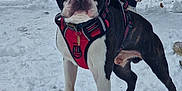 Floki is registered to the contest to win money with this photo: dog, boston_terrier, snow, harness, leash, outdoor, pet, canine, winter, standing, animal, black_and_white, alert, paw, person, jeans, shoe, fence, nature, cold