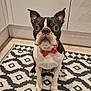 Floki joined the competition — help win amazing prizes! dog, boston_terrier, bow_tie, pet, indoor, carpet, black_and_white, pattern, sitting, canine, animal, ears, cute, companion, looking_at_camera, floor, domestic, house, portrait, fur