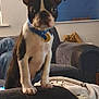Floki is registered to the contest to win money with this photo: dog, puppy, boston_terrier, pet, indoor, living_room, sofa, blanket, blue_collar, curious, young_dog, furniture, household, canine, domestic_animal, cute, small_dog, ears, eyes, front_paws