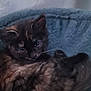 Pickle is registered to the contest to win money with this photo: kitten, cat, tortoiseshell, pet, animal, furry, cute, cozy, bed, resting, indoor, small, young, feline, whiskers, ears, tail, sleepy, curious, fluffy