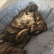 Pickle is registered to the contest to win money with this photo: cat, tortoiseshell, feline, pet, animal, fluffy, fur, cozy, bed, gray, resting, curled_up, cute, relaxed, indoor, soft, whiskers, eye, tail, comfort