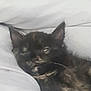 Pickle joined the competition — help win amazing prizes! kitten, cat, sleepy, tortoiseshell, pet, animal, feline, fur, ears, whiskers, soft, bed, blanket, resting, cozy, cute, young, indoor, closeup, nap