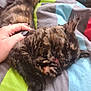 kitten, cat, tortoiseshell, paw, licking, hand, petting, bed, blanket, striped, colorful, fur, cute, sleepy, resting, indoor, closeup, feline, soft, young