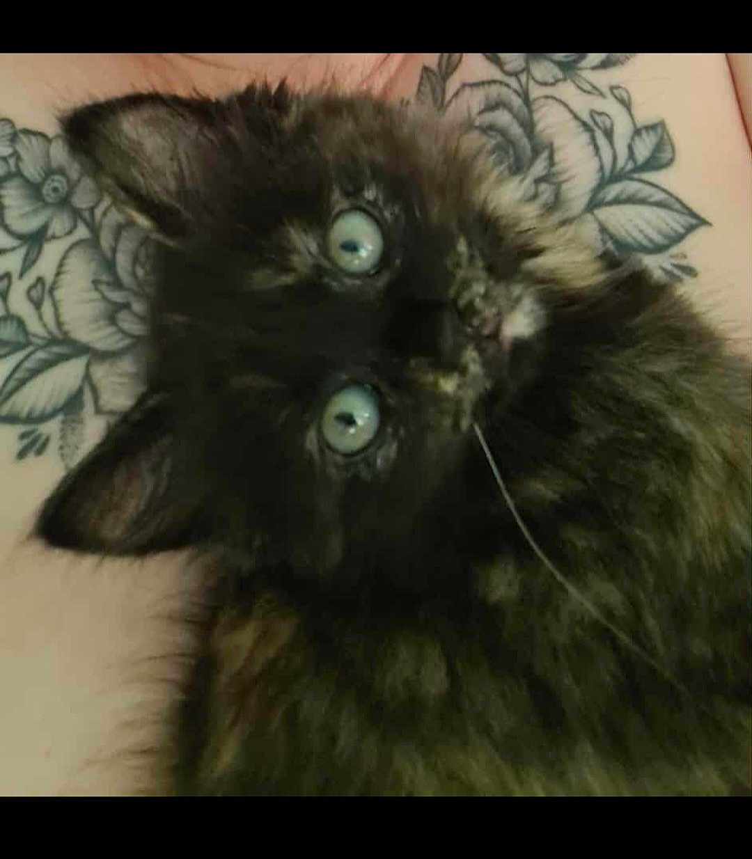 Pickle joined the competition — help win amazing prizes! kitten, cat, tortoiseshell, close_up, blue_eyes, fluffy, tattoo, arm, pet, animal, feline, indoor, cute, young, fur, whiskers, portrait, resting, domestic_animal, companion