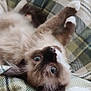Maple joined the competition — help win amazing prizes! kitten, cat, siamese, blue_eyes, fur, whiskers, paw, blanket, plaid, pattern, cozy, pet, animal, cute, young, lying_down, indoor, soft, relaxed, curious