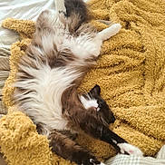 Maple is registered to the contest to win money with this photo: cat, fluffy, stretching, yellow_blanket, bed, cozy, paws, white_fur, brown_fur, relaxed, sleepy, indoor, pet, animal, soft_texture, comfort, resting, cute, feline, home