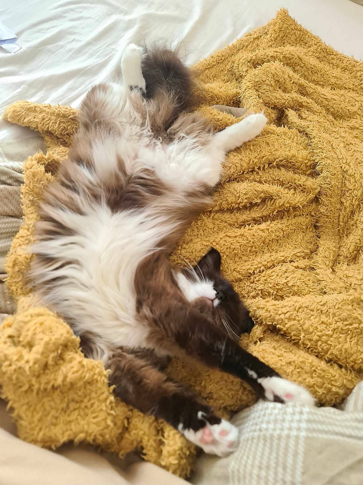 Maple is registered to the contest to win money with this photo: cat, fluffy, stretching, yellow_blanket, bed, cozy, paws, white_fur, brown_fur, relaxed, sleepy, indoor, pet, animal, soft_texture, comfort, resting, cute, feline, home