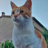 Chat Roux participe au concours pour gagner de l'argent avec cette photo : cat, orange_and_white, animal, pet, outdoor, sky, house, greenery, whiskers, fur, ears, paws, close_up, portrait, sitting, curious, nature, daylight, background, stone_surface