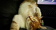 Chat Roux participe au concours pour gagner de l'argent avec cette photo : cat, orange_cat, white_cat, sleeping, stretching, blanket, laptop, screen, man, talk_show, indoor, dark, cozy, relaxed, pet, technology, feline, home, entertainment, couch