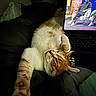 cat, orange_cat, white_cat, sleeping, stretching, blanket, laptop, screen, man, talk_show, indoor, dark, cozy, relaxed, pet, technology, feline, home, entertainment, couch