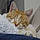 Chat Roux