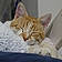 Chat Roux
