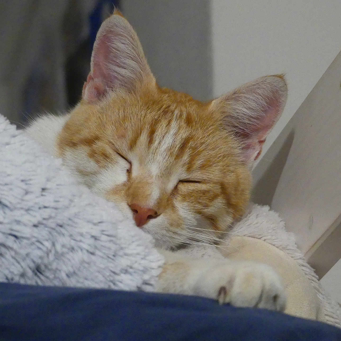 Chat Roux a rejoint le concours — aidez-le/la à gagner de superbes lots ! cat, sleeping, orange_cat, white_cat, fluffy_blanket, cozy, indoor, pet, relaxation, paw, fur, closeup, resting, cute, animal, feline, comfort, nap, domestic_cat, peaceful
