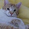 cat, orange_and_white_cat, pet, animal, feline, fur, whiskers, ears, nose, eyes, yellow_blanket, resting, close_up, indoor, cute, domestic_animal, lying_down, soft_texture, calm, relaxed