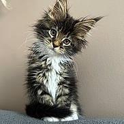 Ima a rejoint le concours — aidez-le/la à gagner de superbes lots ! kitten, cat, fluffy, fur, portrait, cute, animal, pet, indoor, curious, whiskers, ears, sitting, soft, gray, striped, white, young, head_tilt, adorable