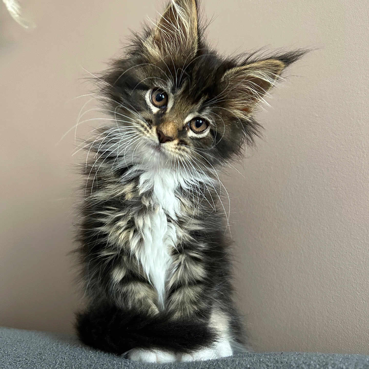 Ima a rejoint le concours — aidez-le/la à gagner de superbes lots ! adorable, animal, cat, curious, cute, ears, fluffy, fur, gray, head_tilt, indoor, kitten, pet, portrait, sitting, soft, striped, whiskers, white, young