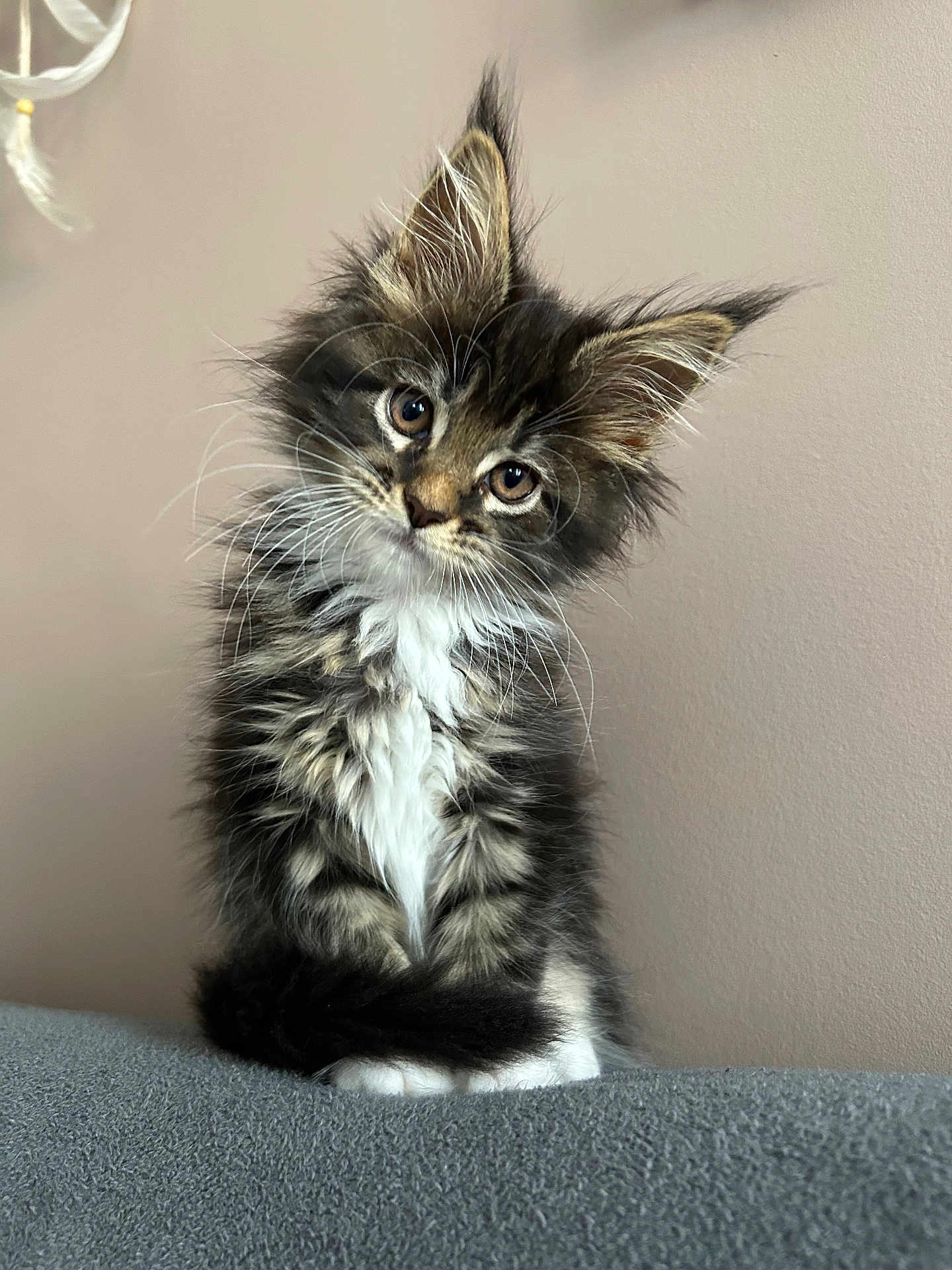 Ima a rejoint le concours — aidez-le/la à gagner de superbes lots ! kitten, cat, fluffy, fur, portrait, cute, animal, pet, indoor, curious, whiskers, ears, sitting, soft, gray, striped, white, young, head_tilt, adorable