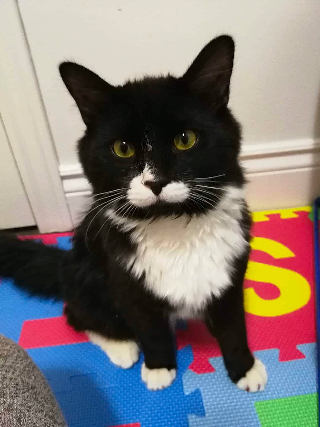 Canaille participe au concours pour gagner de l'argent avec cette photo : carnivore, carpet, cat, felidae, floor, flooring, fur, laminate_flooring, mammal, mat, pet_supply, rug, small_to_medium_sized_cats, snout, tail, vertebrate, whiskers