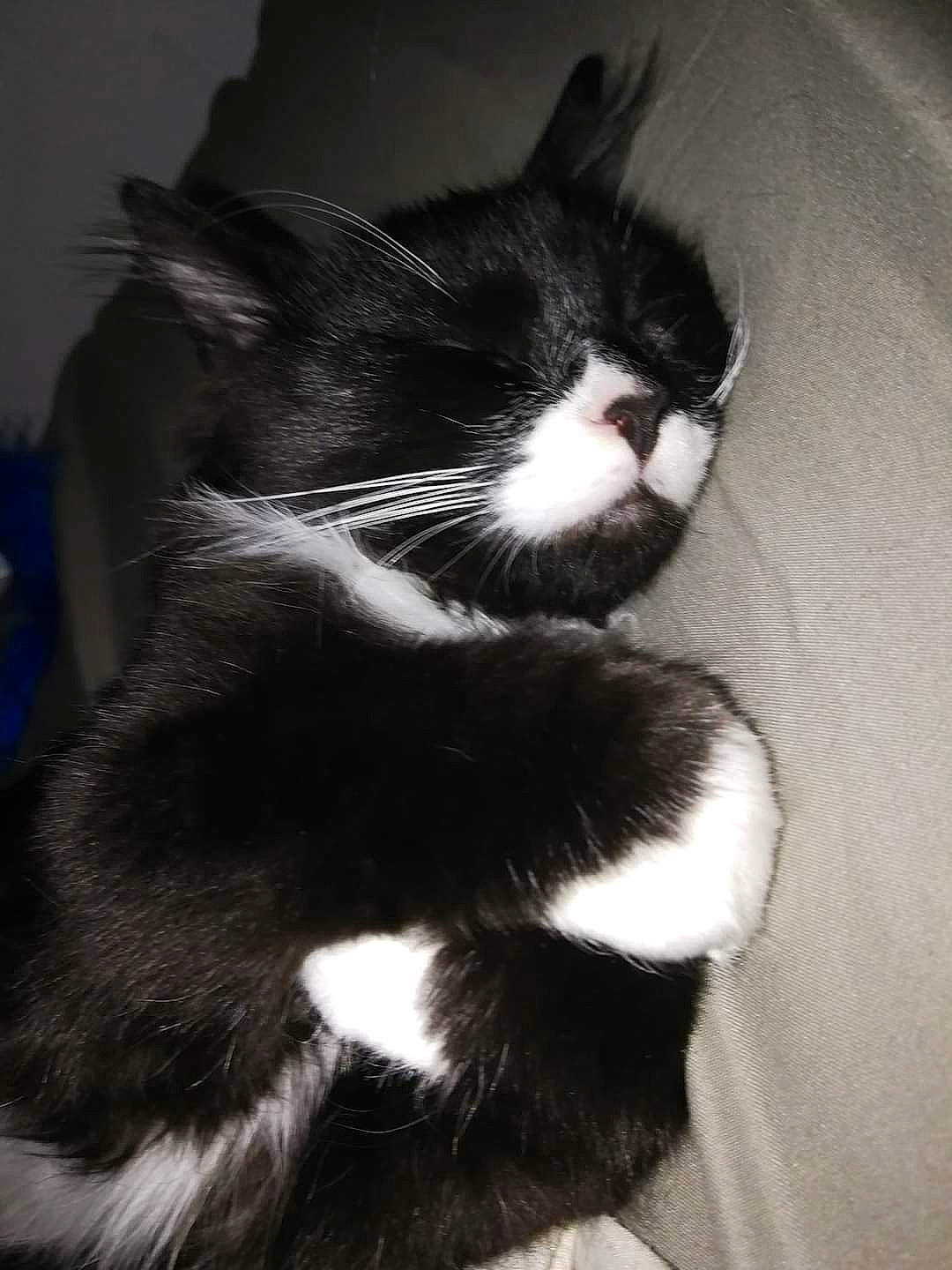 Canaille a rejoint le concours — aidez-le/la à gagner de superbes lots ! black, black_and_white, carnivore, cat, felidae, fur, monochrome_photography, small_to_medium_sized_cats, snout, style, tail, terrestrial_animal, vertebrate, whiskers